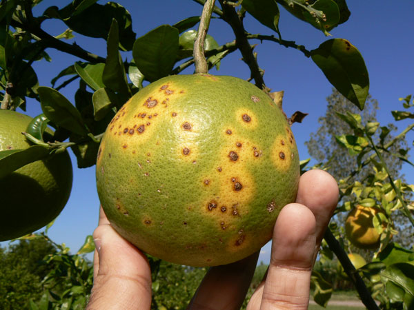 citrus-mancha negra.jpg